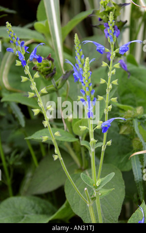 Salvia atrocyanoa, Lamiaceae Banque D'Images