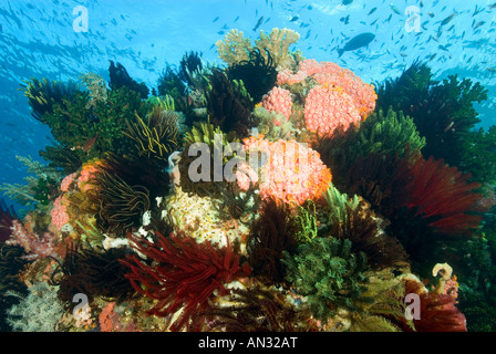 Reef scenic avec des crinoïdes Rincha Island le Parc National de Komodo en Indonésie Banque D'Images