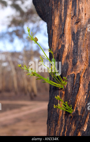 Une régénération gumtree après un incendie Banque D'Images