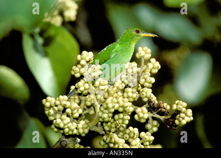 Green Honeycreeper Chlorophanes spiza Parc national de Tikal au Guatemala janvier 2013.12 femelles adultes Banque D'Images