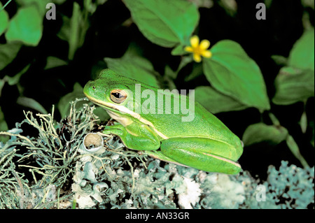 Rainette verte Hyla cinerea Brazos Bend State Park TEXAS United States Avril adultes Hylidae Banque D'Images