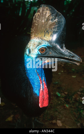 Cassowary Casuarius casuarius Australie Australie Nouvelle Guinée Banque D'Images