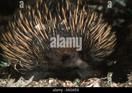 Échidné à nez court Tachyglossus aculeatus Un œuf portant sur l'alimentation des mammifères monotrèmes termites Australie Banque D'Images