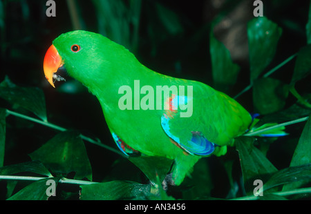 Perroquet Eclectus roratus Eclectus mâle femelle est rouge et vert est l'Australie Banque D'Images