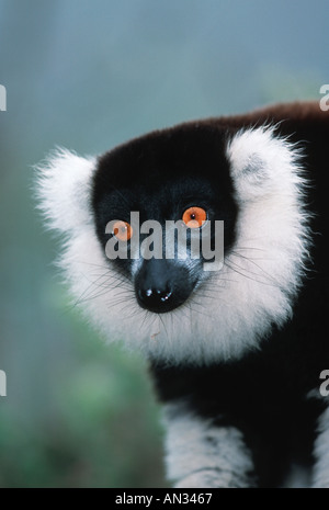 La gélinotte en noir et blanc Le Varecia variegata variegata lémuriens de Madagascar en danger Banque D'Images