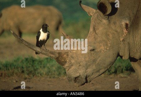 Le rhinocéros blanc Ceratotherium simum avec crow reposant sur des espèces en voie de disparition de la corne de l'Afrique de l'Est Sud localisé Banque D'Images