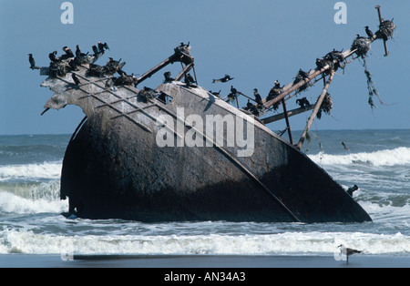 À poitrine blanche cormoran Phalacrocorax carbo nichant sur épave Skeleton Coast Afrique Namibie Banque D'Images