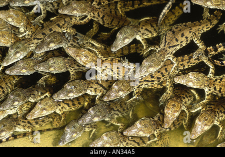 Crocodile du Nil Crocodylus niloticus nouveau-né les nouveau-nés l'Afrique Banque D'Images