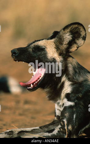 Chien sauvage d'Afrique Lycaon pictus Portrait Espèces en Afrique subsaharienne Banque D'Images
