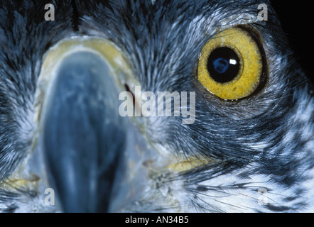 African hawk eagle Hieraaetus fascius montrant grands yeux par rapport à la taille de l'Afrique Banque D'Images