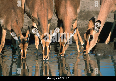 Impala Aepyceros melampus Etosha Namibie Le sud de l'Afrique de l'Est Banque D'Images