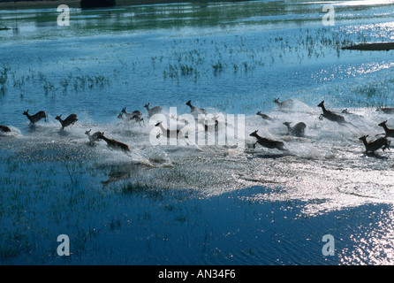 Cobes Lechwes rouges Kobus leche troupeau dans les plaines de l'inondation du Delta Okovango Botswana répartition localisée Botswana Zambie Banque D'Images