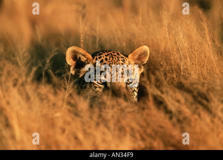 Panthera pardus léopard caché dans l'herbe haute à l'Afrique d'Extrême-Orient Banque D'Images