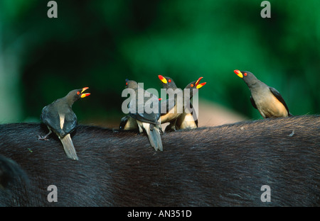 Yellowbilled oxpecker Buphagus africanus sur l'arrière de Buffalo Forêt Gabon Afrique sub-saharienne Banque D'Images