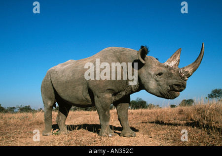 Le rhinocéros noir Diceros bicornis espèces menacées de l'Est Sud localisé de l'Afrique de l'Ouest Central Banque D'Images