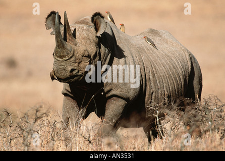 Le rhinocéros noir Diceros bicornis espèces menacées de l'Est Sud localisé de l'Afrique de l'Ouest Central Banque D'Images