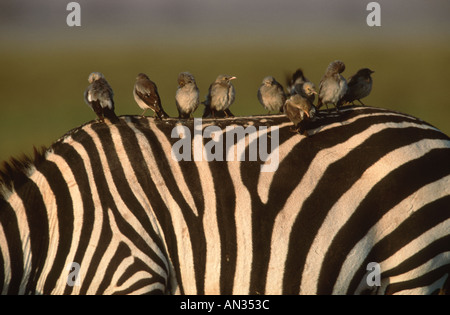 Starling Creatophora cinerea caronculée Groupe sur les zèbres retour Parc national Amboseli au Kenya le Sud de l'Afrique de l'Est Banque D'Images