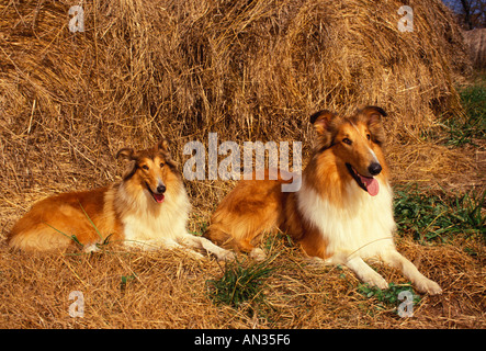 Deux chiens adultes Collie couché par gros tas de paille, Missouri USA Banque D'Images