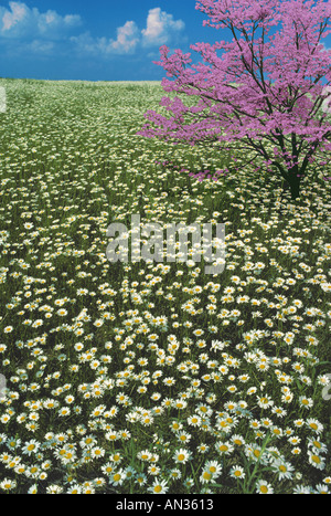 Magnifique prairie paisible avec un arbre en dogme rose fleuissant dans un champ de daisies sauvages, Missouri USA Banque D'Images