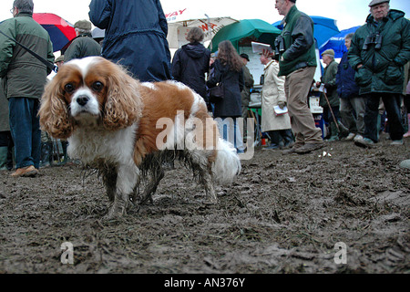 Pic martin phelps 140106 château barbury runner non point à point Banque D'Images