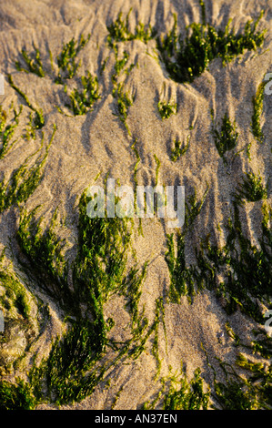 Du sable et des algues sur une plage Banque D'Images