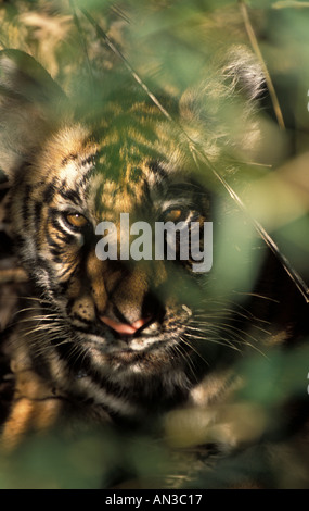 Indian Tiger Cub Bandavgarh NP Banque D'Images