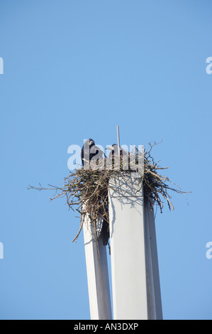 Paire tour nichant sur téléphone mobile Mask Corvus frugilegus Essex UK BI015150 Banque D'Images
