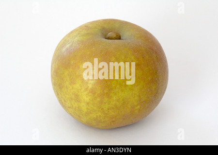 Ashmeads Apple Patrimoine noyau 'Malus domestica' sur fond blanc Banque D'Images