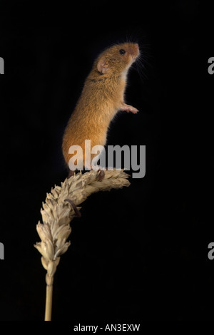 Micromys minutus souris captive permanent Banque D'Images