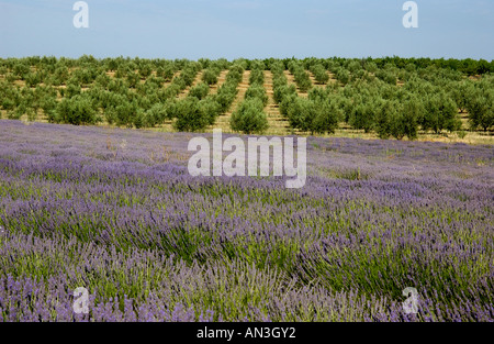 Domaine de l'olivier et la lavande, Plateau de Valensole, Provence, France, Europe Banque D'Images