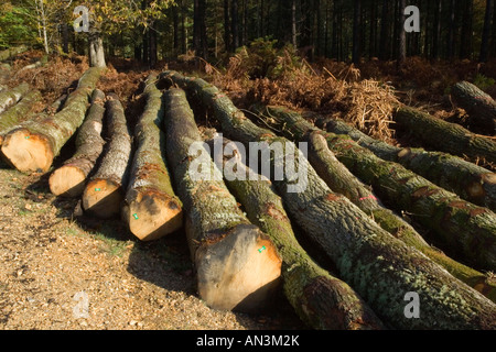 Les arbres abattus dans le parc national New Forest, Hampshire, Royaume-Uni Banque D'Images