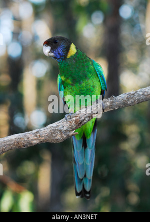 Vingt-huit d'un perroquet, une variante du Port Lincoln Parrot à collier. Banque D'Images