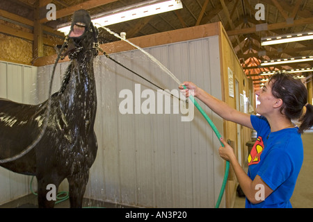 Cheval Après lavages jeunesse Show à Grosse Pointe Hunt Club Banque D'Images