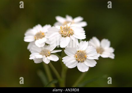 Gros plan sur les éternuements achillea ptarmica fleurs blanches fleurs sauvages fleurs sauvages en été Angleterre Royaume-Uni Grande-Bretagne Banque D'Images