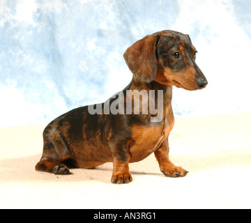 Chiot teckel Banque D'Images