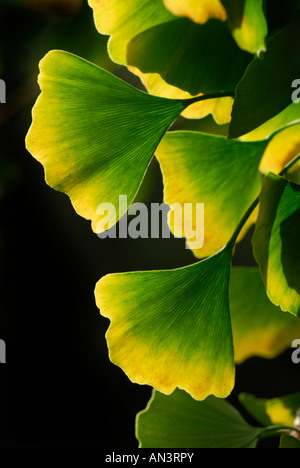 Le Ginko biloba rétroéclairé feuilles Banque D'Images