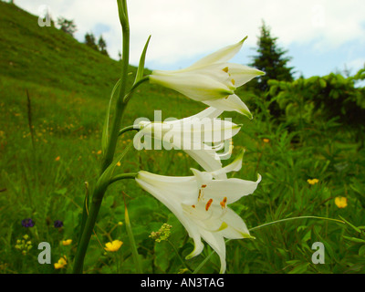 Paradisea liliastrum, weisse Paradieslilie, paradise lilies Banque D'Images