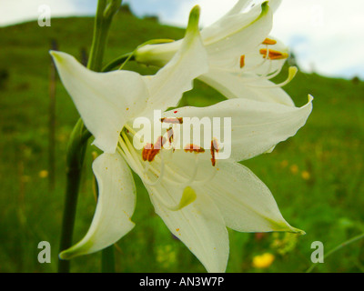 Paradisea liliastrum, weisse Paradieslilie, paradise lilies Banque D'Images