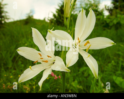 Paradisea liliastrum, weisse Paradieslilie, paradise lilies Banque D'Images