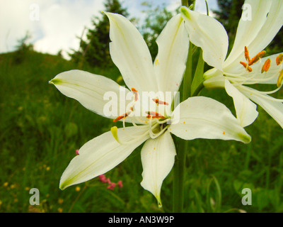 Paradisea liliastrum, weisse Paradieslilie, paradise lilies Banque D'Images