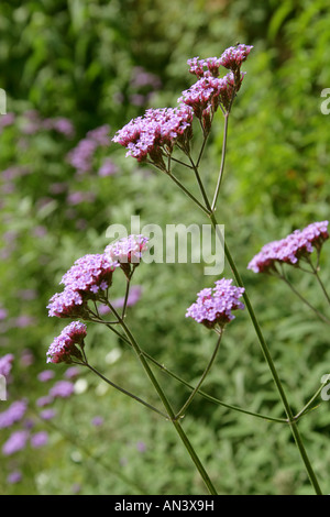 Verveine brésilien ou Purpletop Verveine, Verbena bonariensis, Verbenaceae. Le Brésil en Amérique du Sud. Banque D'Images