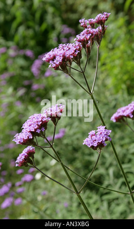 Verveine brésilien ou Purpletop Verveine, Verbena bonariensis, Verbenaceae. Le Brésil en Amérique du Sud. Banque D'Images