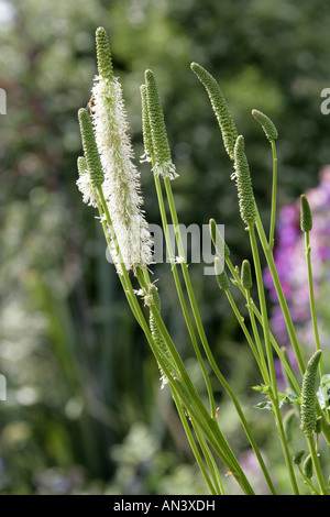 Canadian Burnet Sanguisorba canadensis, Rosaceae, Banque D'Images