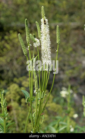 Canadian Burnet Sanguisorba canadensis, Rosaceae, Banque D'Images