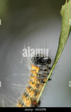 Gros plan d'une chenille velue blanc chou Banque D'Images