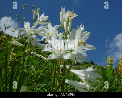 Paradisea liliastrum, weisse Paradieslilie, paradise lilies Banque D'Images