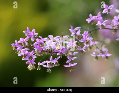 Yunnan Meadow rue aka Chinese Meadow rue, Thalictrum delavayi syn dipterocarpum Banque D'Images