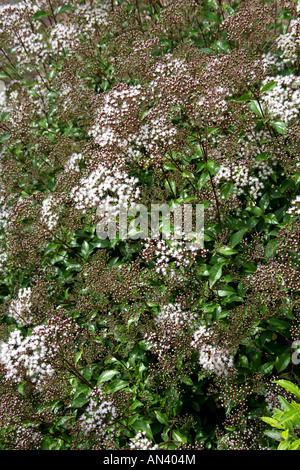 L'encens Bush, Ageratina ligustrina (Eupatorium ligustrinum syn. E micranthum), de la famille des Astéracées Banque D'Images