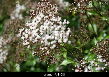 L'encens Bush, Ageratina ligustrina (Eupatorium ligustrinum syn. E micranthum), de la famille des Astéracées Banque D'Images