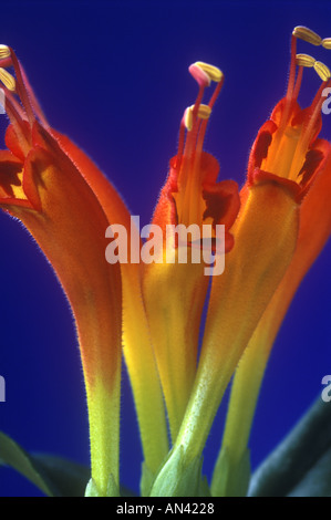 Aeschynanthus speciosus. Aga Banque D'Images